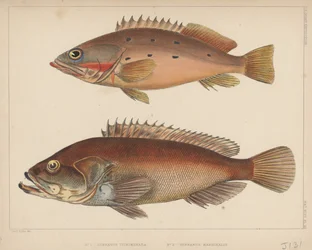1. Serranus Tsirimenara, 2. Serranus Marginalis, 1855